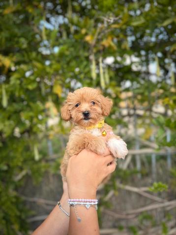Mooie maltipoo pups beschikbaar voor biedingen