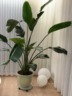 Kamerplant, Huis en Inrichting, Kamerplanten, Ophalen, 200 cm of meer, Overige soorten, Halfschaduw