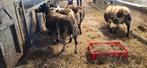 Baggerbonte ooien, Dieren en Toebehoren, Schapen, Geiten en Varkens, Vrouwelijk, Schaap, 0 tot 2 jaar