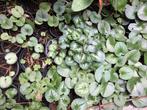 winterhard cyclaam plantjes, Ophalen of Verzenden