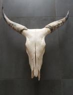 Skull bizon, Antiek en Kunst, Ophalen