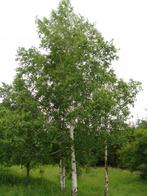 1  BERK van 2 m Hoog, Tuin en Terras, Planten | Bomen, In pot, Winter, Ophalen
