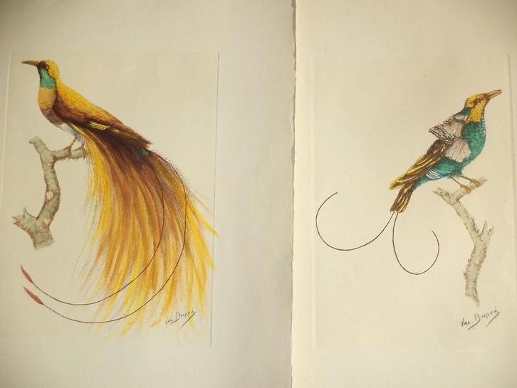 naar J. BARRABAND paar PARADIJSVOGELS gouache pastels Dupré, Antiquités & Art, Art | Peinture | Classique, Enlèvement ou Envoi