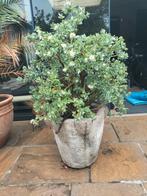 Mooie vetplant met bloempot, Tuin en Terras, Planten | Tuinplanten, Ophalen
