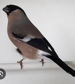 Gezocht 2 kleine europese goudvink poppen, Dieren en Toebehoren, Vogels | Overige Vogels, Vrouwelijk, Wildzangvogel, Geringd