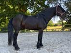 Magnifique étalon de 8 ans, Dieren en Toebehoren, Paarden, Gechipt, 7 tot 10 jaar, 160 tot 165 cm, Recreatiepaard