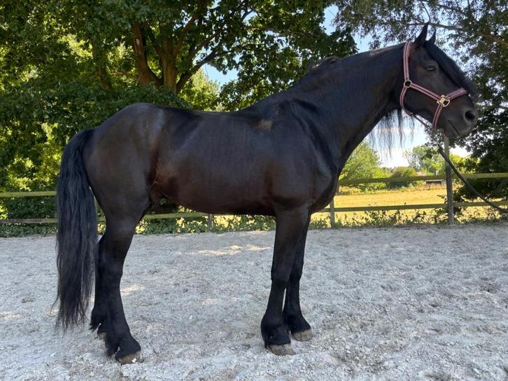 Magnifique étalon de 8 ans, Dieren en Toebehoren, Paarden, Hengst, Zadelmak, 160 tot 165 cm, 7 tot 10 jaar, Recreatiepaard, Gechipt