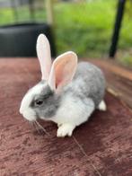 Nestje vlaamse reuzen, Plusieurs animaux, Grand, 0 à 2 ans