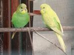 jonge parkiet, Dieren en Toebehoren, Parkiet