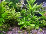 Gevlekte platy's, Black Molly, Dieren en Toebehoren