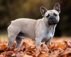 Franse bulldog dekreu, Un chien, Belgique, Bouledogue, Éleveur | Loisir