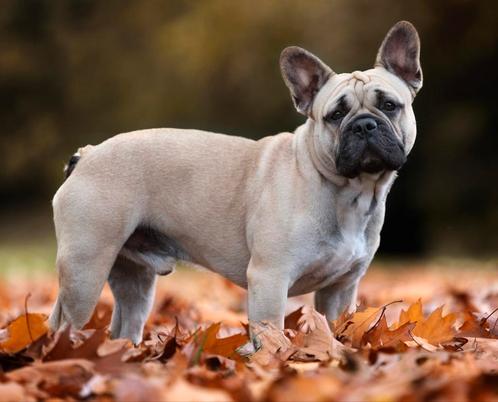 Franse bulldog dekreu, Dieren en Toebehoren, Honden | Bulldogs, Pinschers en Molossers, Bulldog, Fokker | Hobbymatig, Eén hond