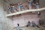 Ristvogels-Padda's-Wildkleur-7€ per stuk, Dieren en Toebehoren, Vogels | Overige Vogels