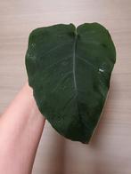 Monstera dubia, Huis en Inrichting, Kamerplanten, Ophalen of Verzenden