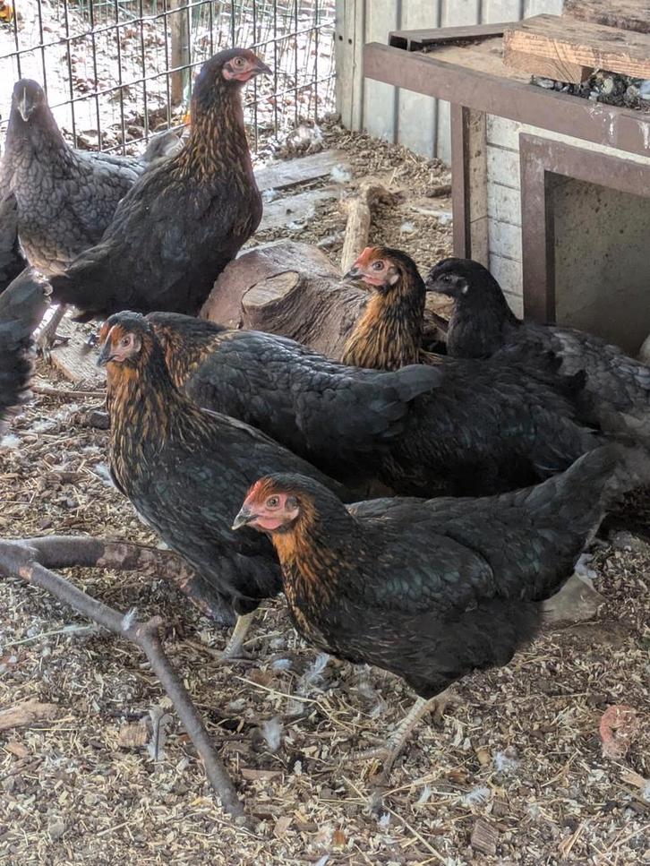 Zwarte legkippen, Dieren en Toebehoren, Pluimvee