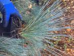 Siergras festuca, Tuin en Terras, Ophalen