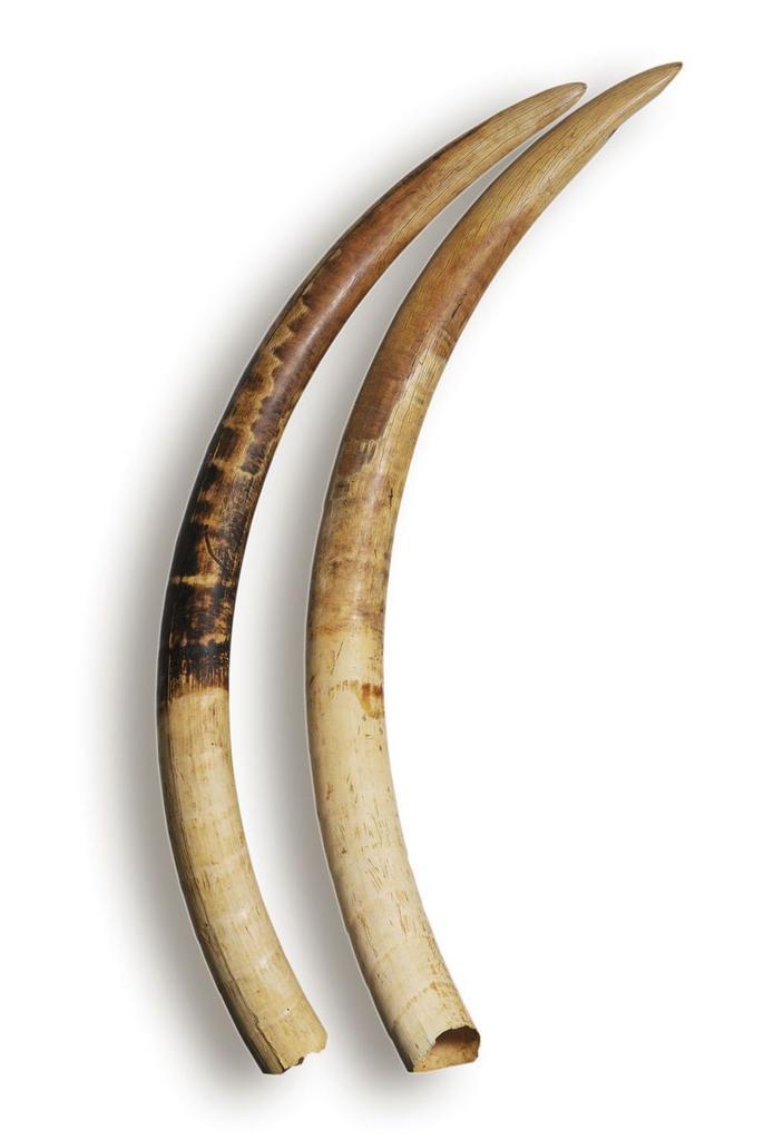 Défenses d’elephant en ivoire véritable certificat CITES, Antiquités & Art, Art | Sculptures & Bois, Enlèvement ou Envoi