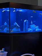 Asuarium met koeler extra pompen sump…, Dieren en Toebehoren, Vissen | Aquaria en Toebehoren, Ophalen, Zo goed als nieuw