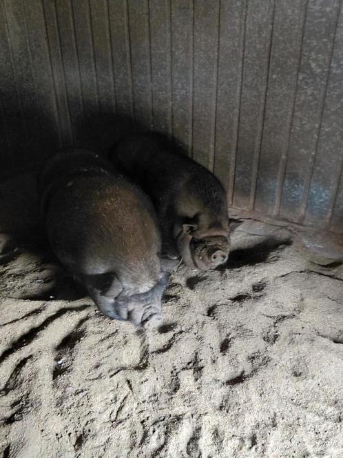 Hangbuikvarkens gratis, Dieren en Toebehoren, Overige Dieren, Vrouwelijk, November