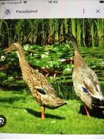Indische loopeenden, Dieren en Toebehoren, Pluimvee, Meerdere dieren, Eend