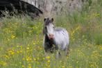 Étalon miniature ( poney ), Ophalen of Verzenden