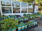 Helofyten vijverplanten ! Zwemvijver, Tuin en Terras, Ophalen