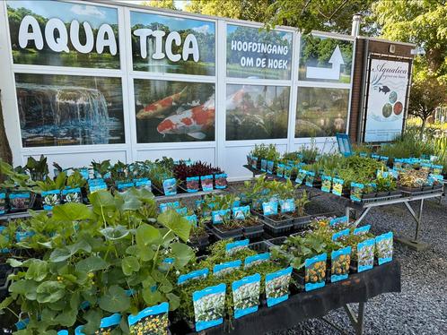 Helofyten vijverplanten ! Zwemvijver, Tuin en Terras, Vijver-toebehoren, Ophalen