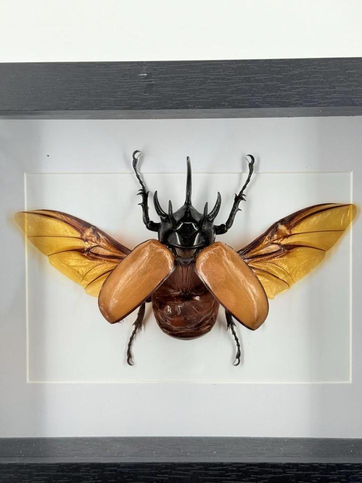 Herculeskever in lijst - Wildernis Atelier, Verzamelen, Dierenverzamelingen