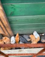 Verschillende jonge raskippen, Dieren en Toebehoren, Vrouwelijk, Kip
