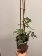 Plante tomate cerise de maison, Enlèvement ou Envoi