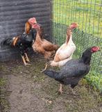 Shamo combattants, Plusieurs animaux, Poule ou poulet