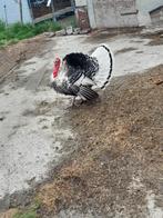 Koppel kalkoenen, Dieren en Toebehoren, Pluimvee