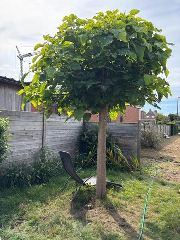 Bol catalpa beschikbaar voor biedingen