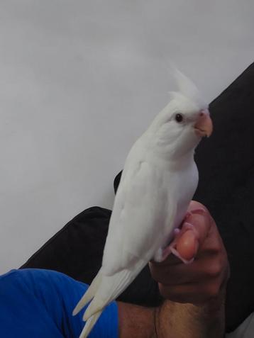 Callopsite albino bien Apprivoisé