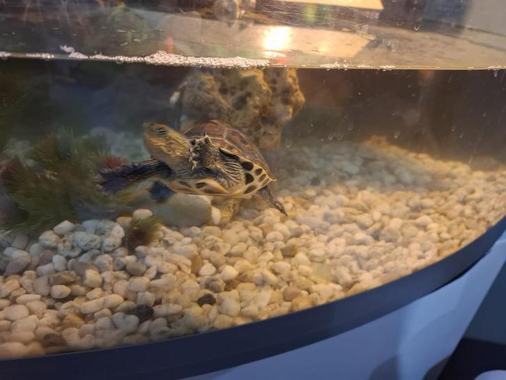 Tortues à vendre,, Dieren en Toebehoren, Vissen | Aquariumvissen