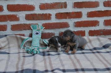 Adorables petits chiots Jack Russell, Particulier, Belgique, 8 à 15 semaines, Un chien