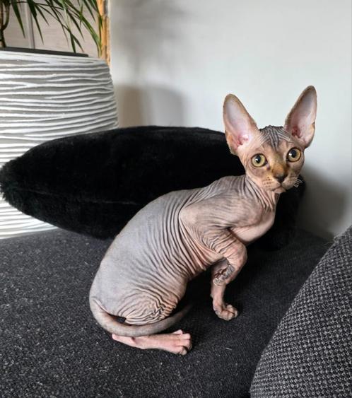 Chaton Sphynx 10 semaines, Dieren en Toebehoren, Katten en Kittens | Overige Katten, Kater, 0 tot 2 jaar
