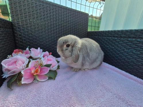 Super knappe Minilop voedster
GEVACCINEERD, Dieren en Toebehoren, Konijnen, Dwerg, Vrouwelijk, 0 tot 2 jaar, Hangoor