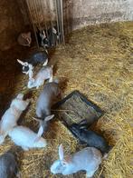 Duitse reuzen, Dieren en Toebehoren, Konijnen