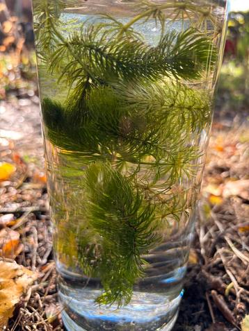 Vijverplanten beschikbaar voor biedingen
