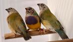 Gouldamadines / goulds Trio, Dieren en Toebehoren, Vogels | Overige Vogels, Meerdere dieren, Tropenvogel, Geringd