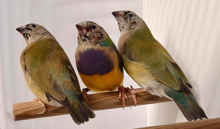 Gouldamadines / goulds Trio, Dieren en Toebehoren, Vogels | Overige Vogels, Tropenvogel, Meerdere dieren, Geringd