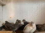 Chinese kwartels, Dieren en Toebehoren, Vogels | Overige Vogels, Meerdere dieren