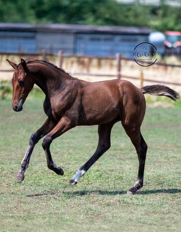 Super knap BWP hengstveulen Quality Gold x Nabab de Reve, 165 à 170 cm, 0 à 2 ans, Cheval de saut, Vermifugé