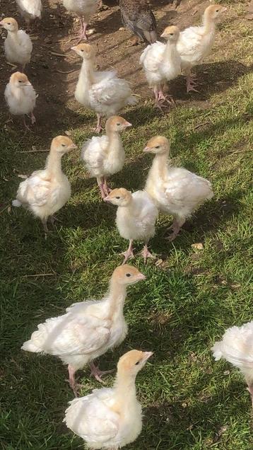 Kuikens vleeskalkoen en parelhoenders beschikbaar voor biedingen