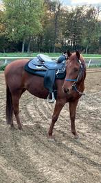 Quarter merrie, Dieren en Toebehoren, Paarden, Merrie, M