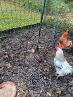 2 goed verzorgde hanen, Dieren en Toebehoren, Pluimvee