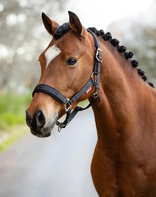 LeMieux Logo Halster Cinder Cob + Full SALE -45%!, Dieren en Toebehoren, Paarden en Pony's | Hoofdstellen en Tuigage, Nieuw, Overige soorten