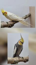 Valkparkieten overjarigen, Dieren en Toebehoren, Meerdere dieren, Parkiet, Geringd