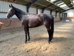 Top springpaard, Dieren en Toebehoren, Paarden, Merrie, Springpaard, Gechipt, Zadelmak
